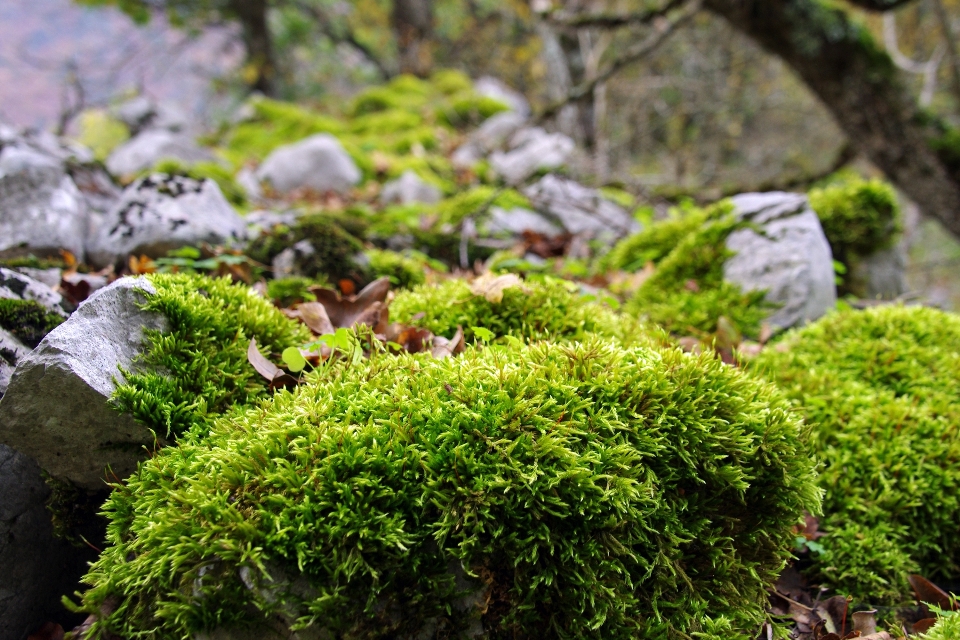 Tree forest branch plant