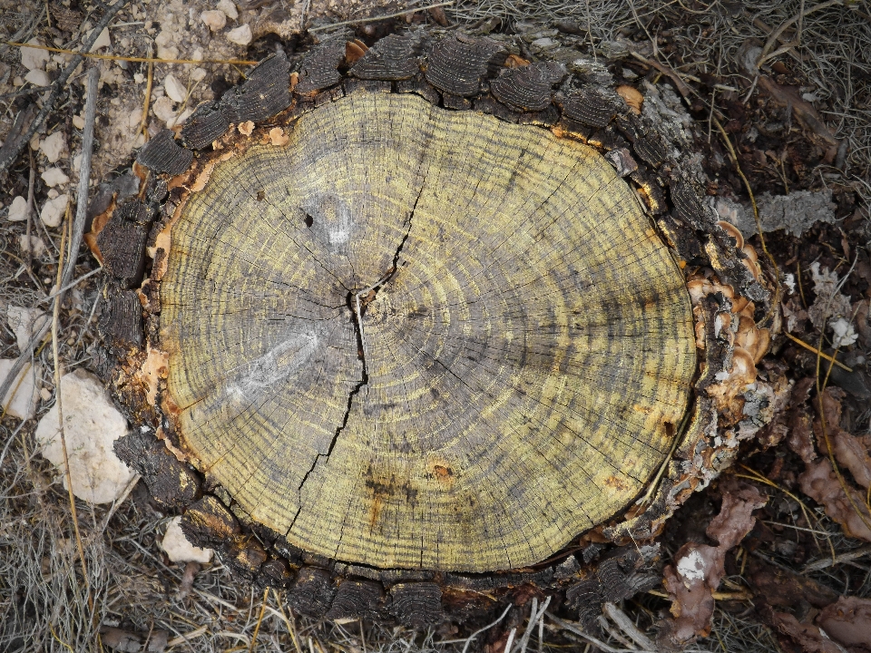 Pohon kayu belalai pinus