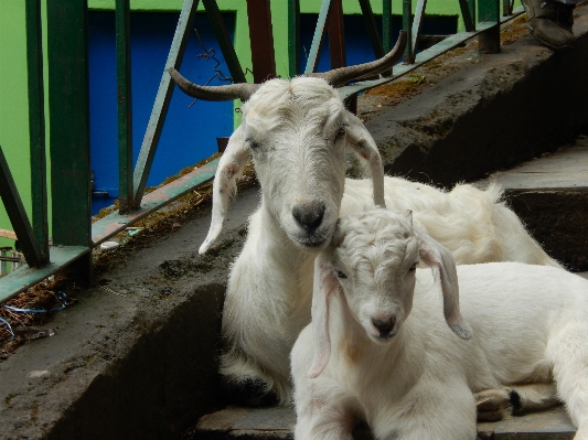 Foto Cabra oveja mamífero fauna