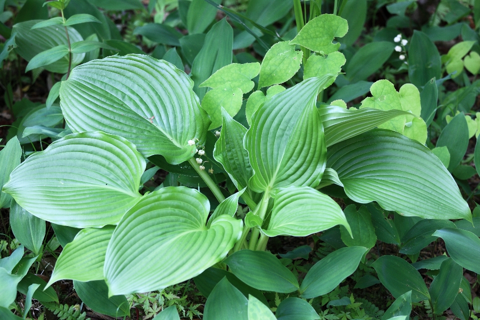 Planta hoja flor verde