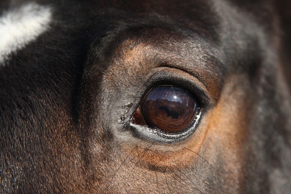 View animal wildlife horse Photo