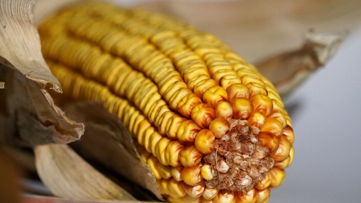 Dish food harvest produce Photo