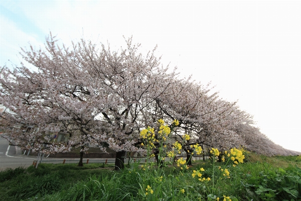 Photo Arbre bifurquer fleurir usine