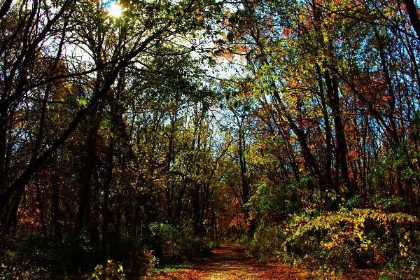 Foto Pohon alam hutan jalur