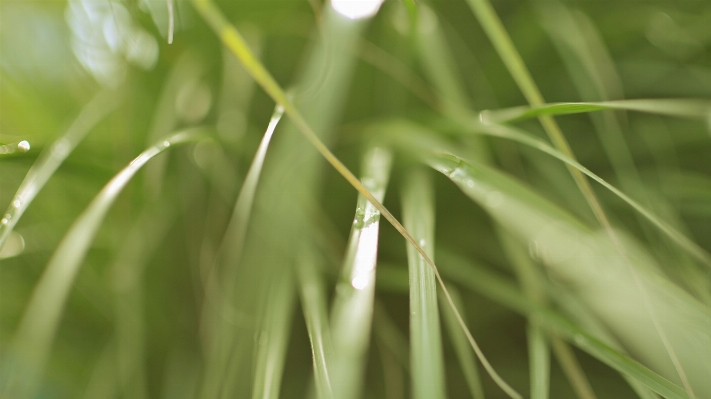 Nature grass branch dew Photo