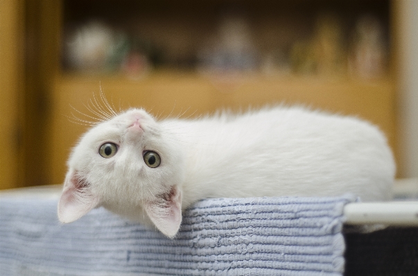 White sweet cute kitten Photo