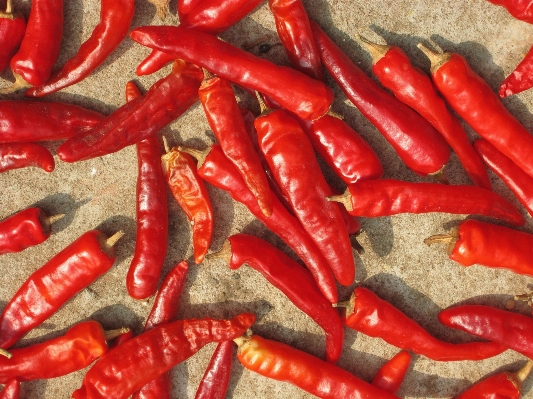 Plant food chili red Photo