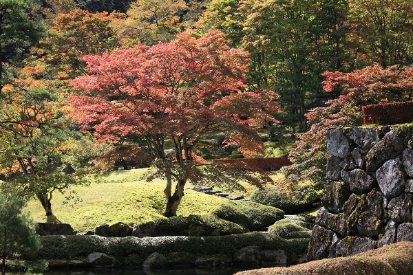 風景 木 自然 森 写真