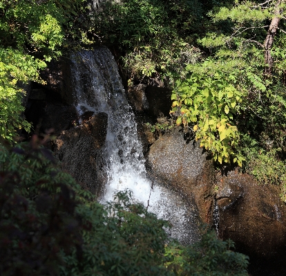 木 水 自然 森 写真