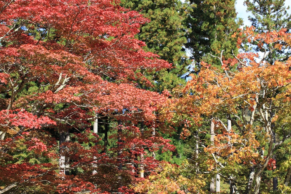 Albero pianta foglia fiore