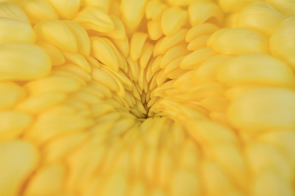 Plant photography sunlight leaf Photo