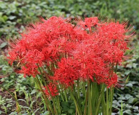 植物 花 高的 草本植物 照片