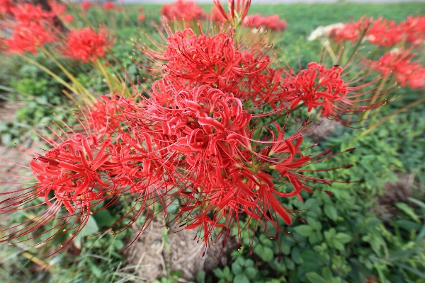 Anlage wiese
 prärie
 blume Foto