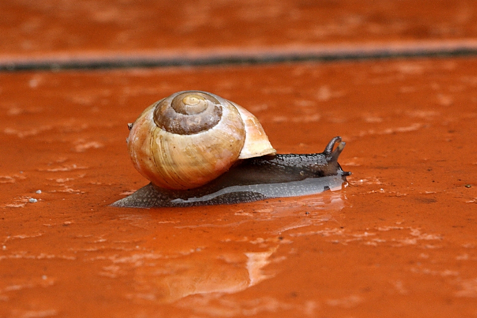 Hayvan sürüngen kapalı fauna