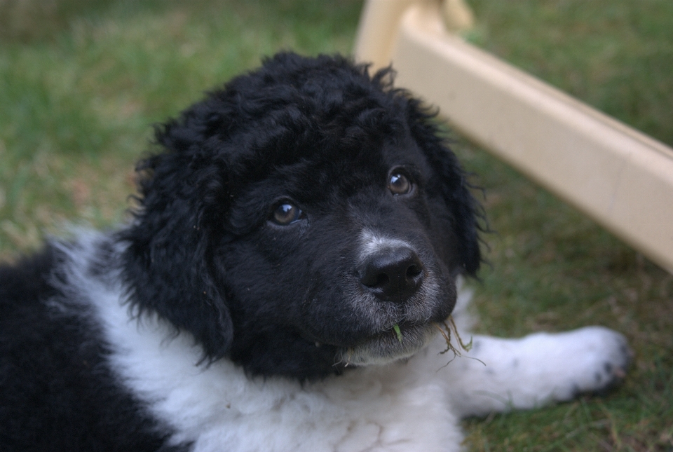 Welpe hund niedlich säugetier