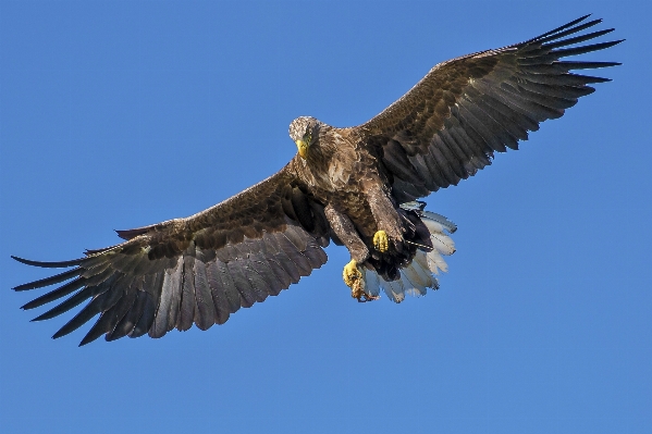 Foto Burung sayap layang-layang paruh