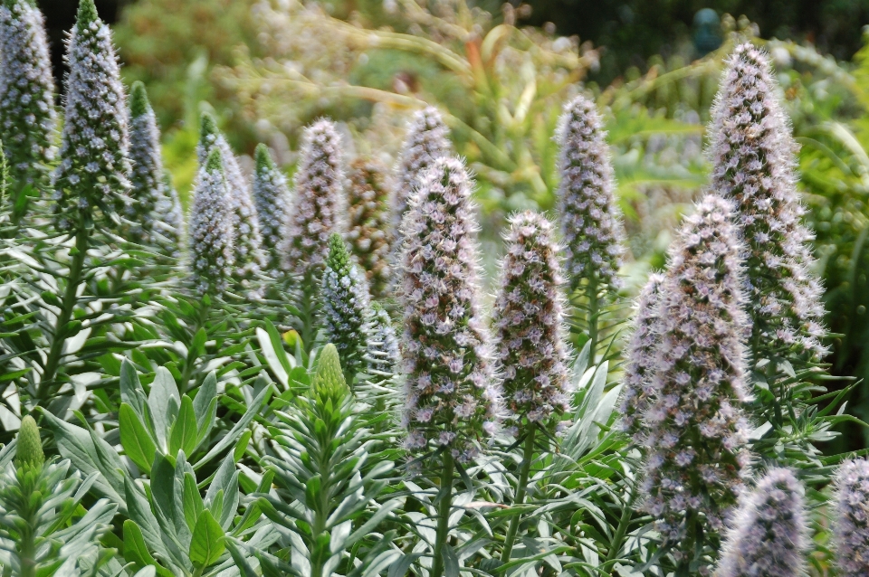 Alam rumput tanaman bunga