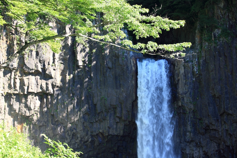 Baum wasser rock wasserfall