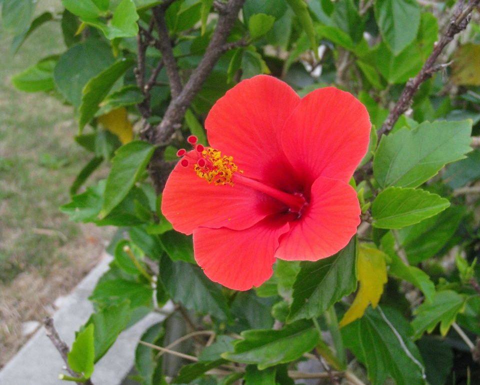 Planta hoja flor verde