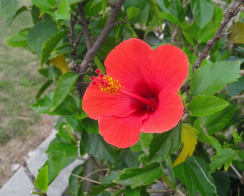 Plant leaf flower green Photo