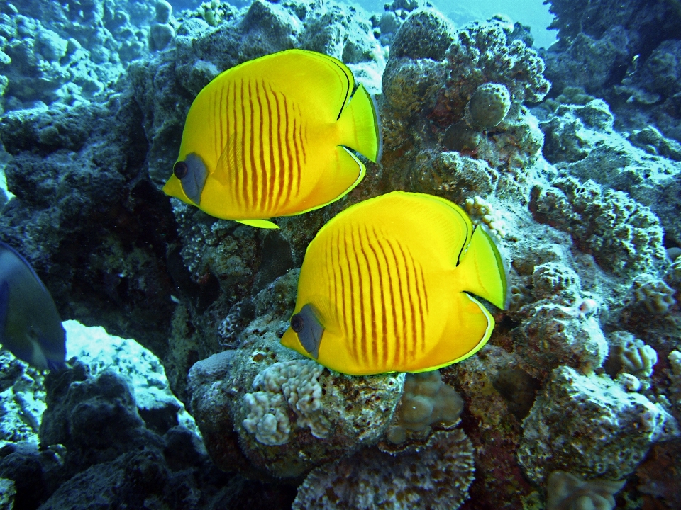 Mar agua animal buceo