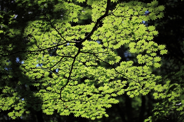 Tree nature forest branch Photo