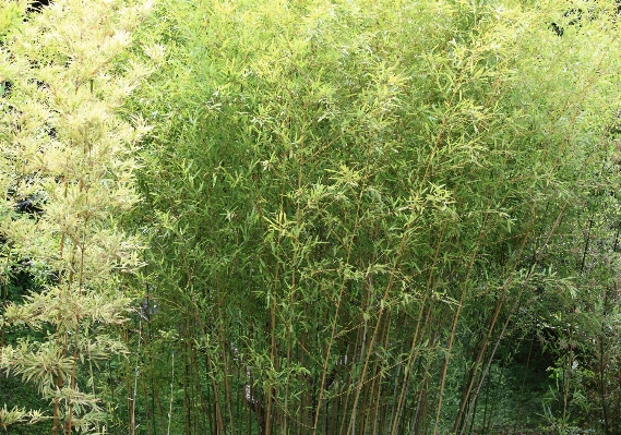 Photo Arbre herbe usine prairie
