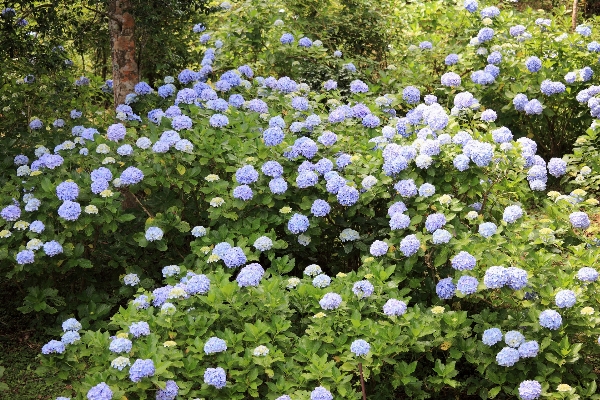 Anlage blume hoch hortensie Foto