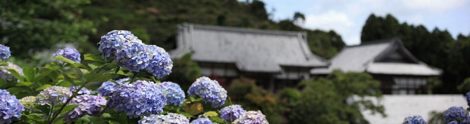 植物 花 パノラマ 高い 写真