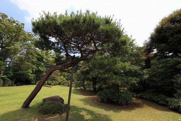 Tree plant lawn flower Photo