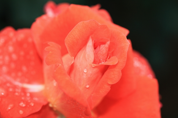 Blossom dew plant photography Photo