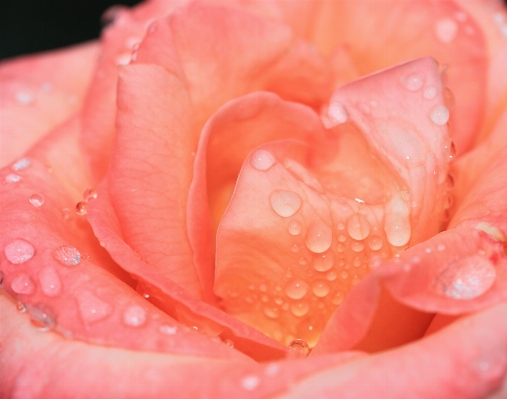 Dew plant photography flower Photo