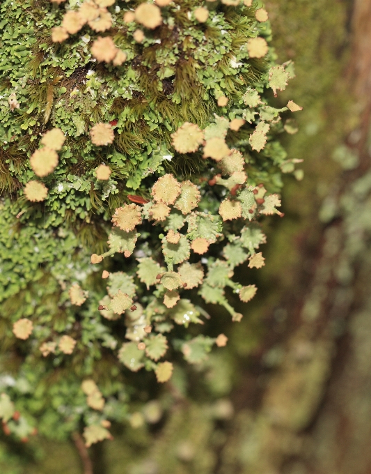 Albero ramo fiore pianta