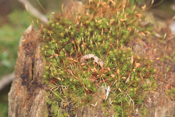 Tree forest grass plant Photo