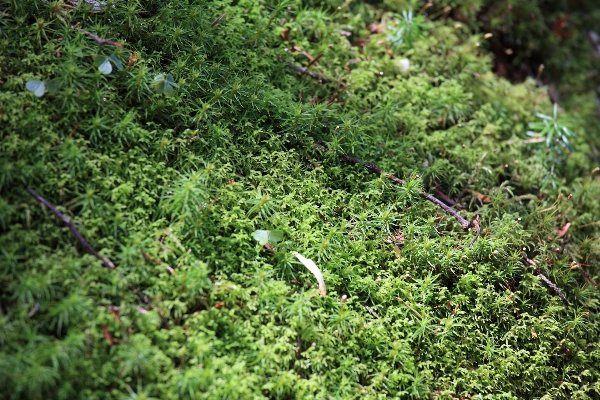 木 森 植物 葉 写真