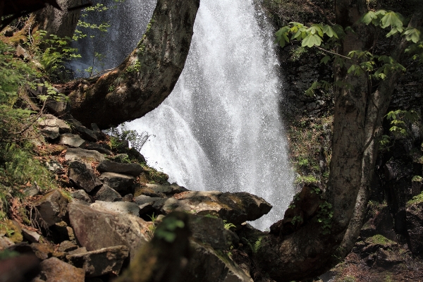 Tree water nature forest Photo