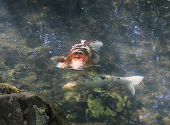 水 自然 沼地 トレイル 写真