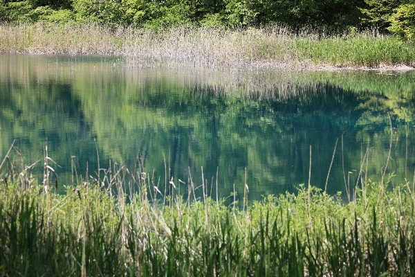 木 水 草 沼地
 写真