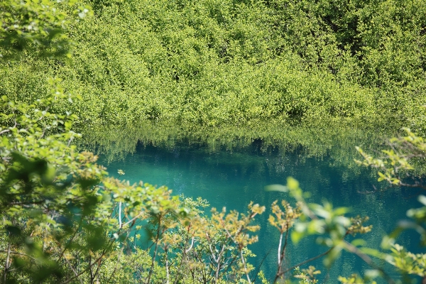 Tree water nature forest Photo