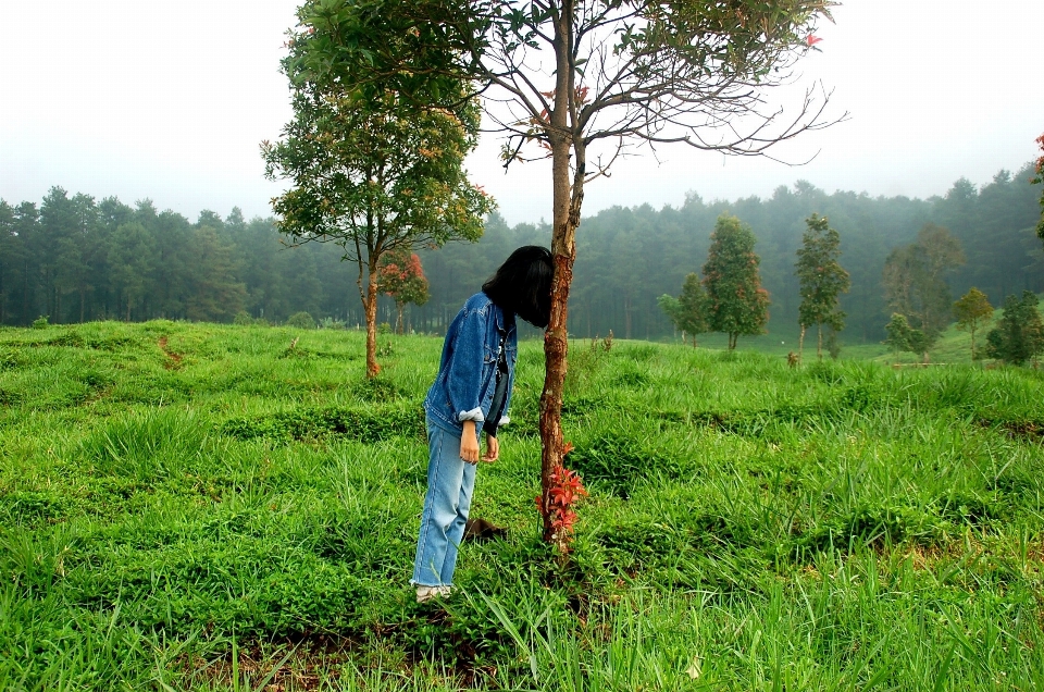 Tree nature forest grass