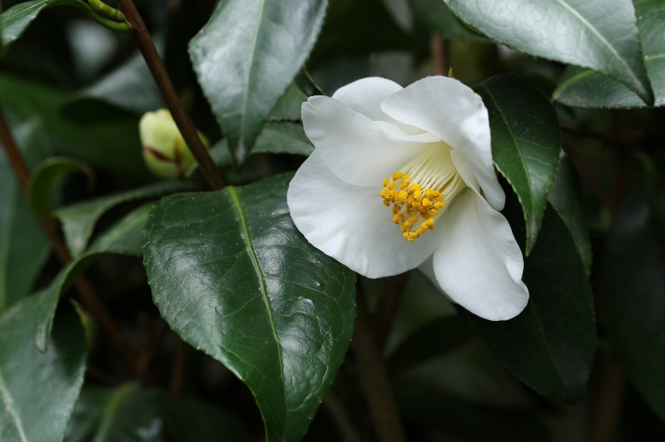 植物 花 植物学
 フローラ