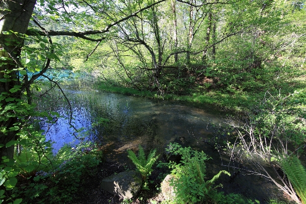 Tree water nature forest Photo