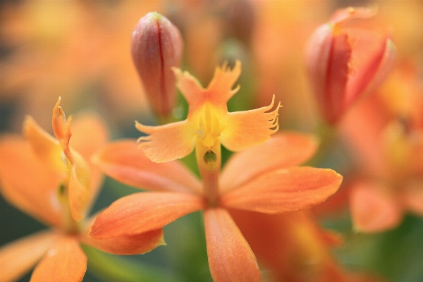 Blossom plant flower petal Photo