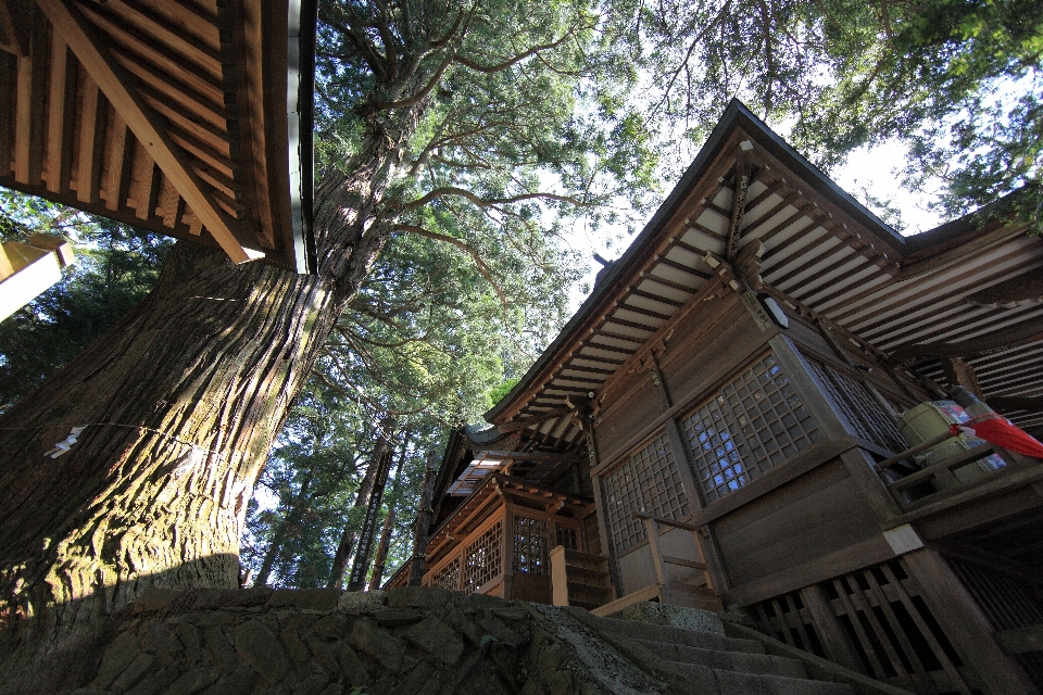 Rumah atap tinggi hutan