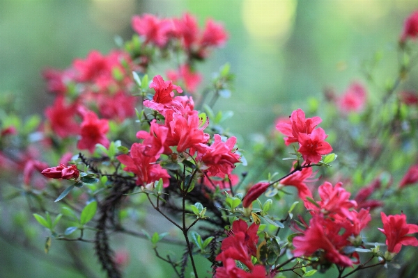 Nature blossom plant meadow Photo