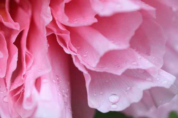 Blossom plant flower petal Photo