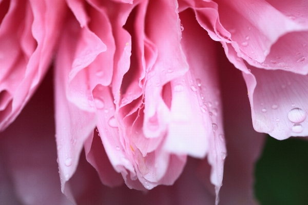 Blossom plant photography flower Photo