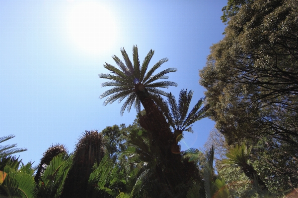 Sea coast tree nature Photo