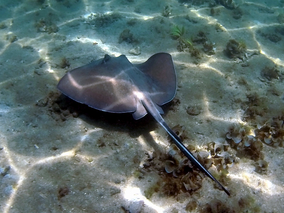 Skate bawah air biologi ikan