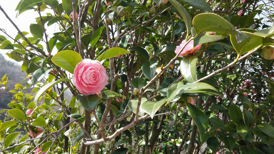 Pianta frutta fiore produrre